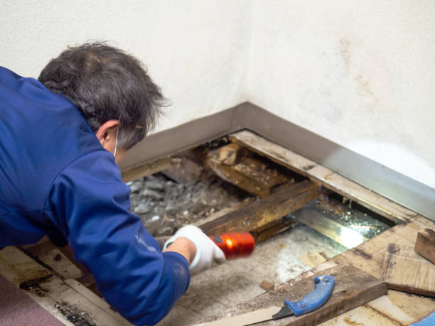 Best Mold Damage Repair  in Morgans Point Resort, TX