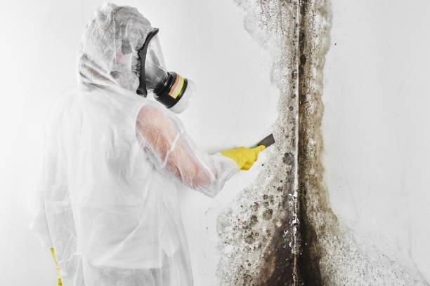Best Black Mold Removal  in Morgans Point Resort, TX