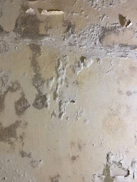 Best Mold Removal Near Me  in Morgans Point Resort, TX