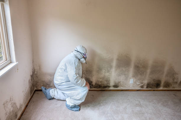Best Mold Removal Company Near Me  in Morgans Point Resort, TX