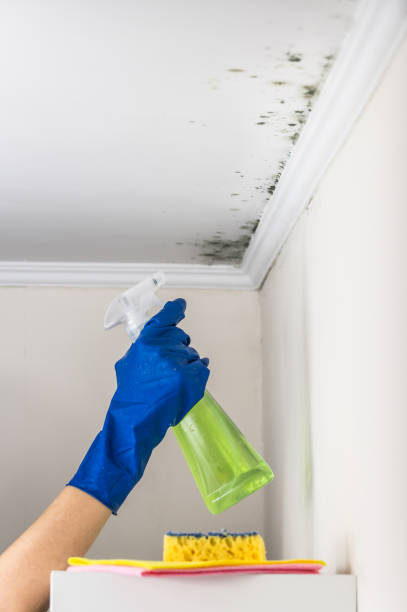 Best Attic Mold Removal  in Morgans Point Resort, TX