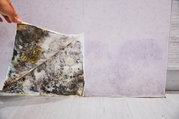 Best Best Mold Removal Companies  in Morgans Point Resort, TX